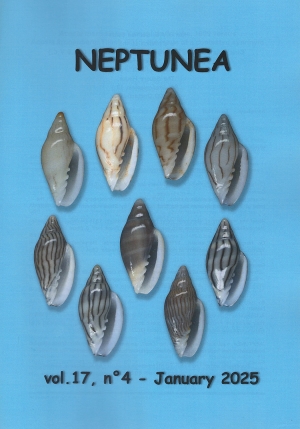 Neptunea Vol. 17 No. 4 « Conchological MegaDatabase Iconographic ...